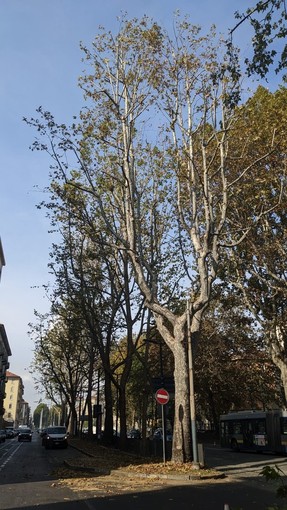 Domani anche a Torino si celebra la “Giornata Nazionale dell’Albero”