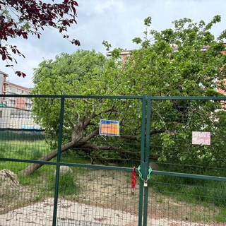 Il crollo dell'albero nell'area cani
