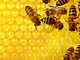 La nutrizione artificiale delle api