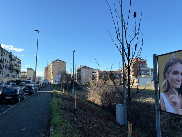 I nuovi alberi di via Oxilia