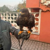 Il rapace ritrovato a Roletto