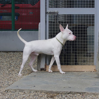 Demon al Canile di Bibiana