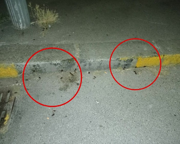 Ancora emergenza blatte a Mirafiori Sud Ancora emergenza blatte a Mirafiori Sud
