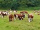 L'appello degli allevatori del Piemonte: &quot;Basta fake news su latte e carne&quot;