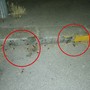 Ancora emergenza blatte a Mirafiori Sud Ancora emergenza blatte a Mirafiori Sud
