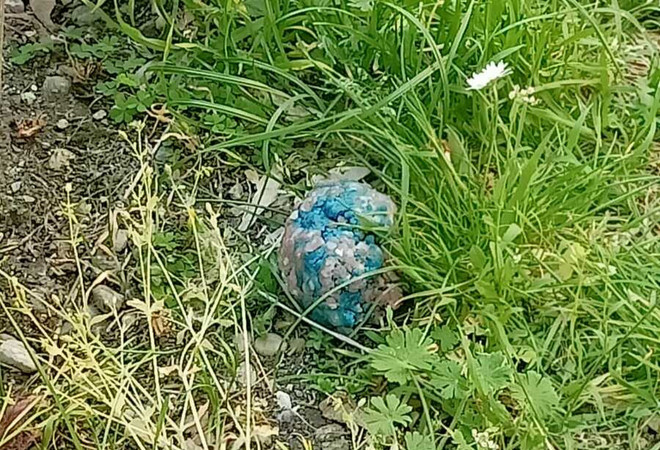 Allarme bocconi avvelenati a Mirafiori Sud