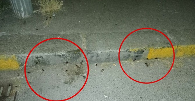 Ancora emergenza blatte a Mirafiori Sud Ancora emergenza blatte a Mirafiori Sud