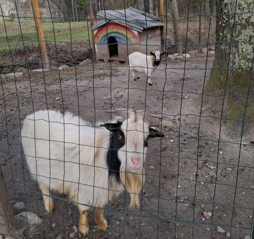 Erbetta (in secondo piano) con Gianbanto (davanti)