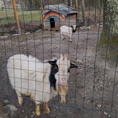 Erbetta (in secondo piano) con Gianbanto (davanti)