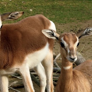 Due piccole gazzelle di Mhorr vivono nella savana di Cumiana [VIDEO]