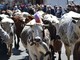 “La Fîra ’d la calà” di Bobbio Pellice si veste di bianco e domenica attende la sfilata del bestiame