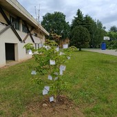 Un corniolo bianco per ricordare Lorenzo Notario nel primo anniversario della scomparsa