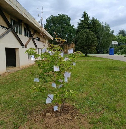 Un corniolo bianco per ricordare Lorenzo Notario nel primo anniversario della scomparsa