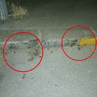 Ancora emergenza blatte a Mirafiori Sud