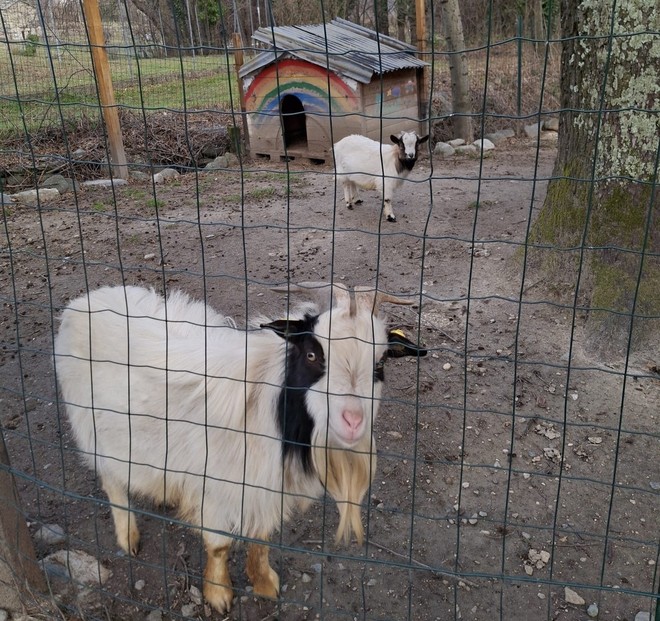 Erbetta (in secondo piano) con Gianbanto (davanti)