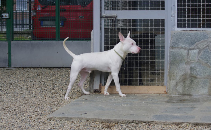 Demon al Canile di Bibiana