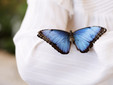 ‘L’Oasi delle farfalle’ di Zoom