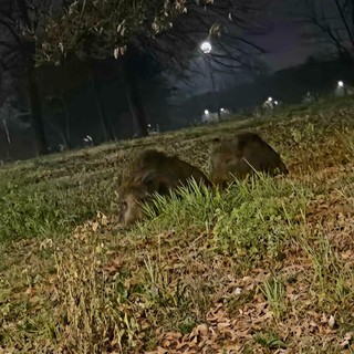Ancora avvistamenti di cinghiali al parco Colonnetti