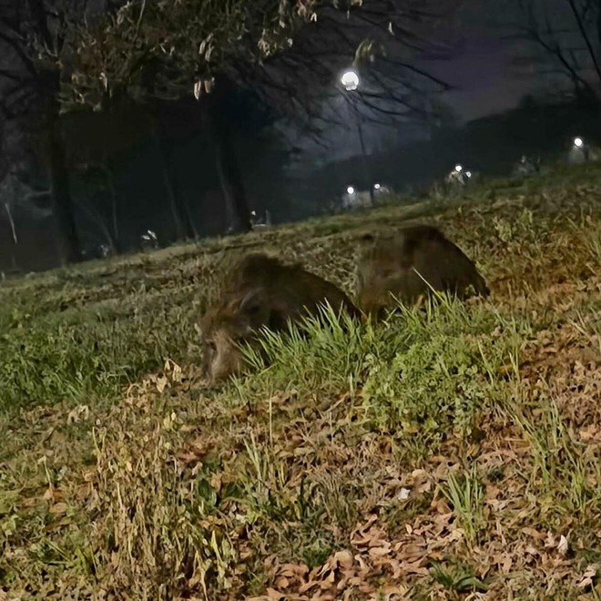 Ancora avvistamenti di cinghiali al parco Colonnetti
