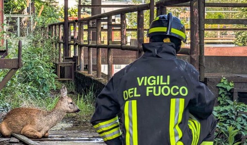 Il salvataggio del capriolo