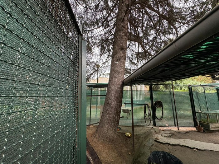 L'albero appoggiato sul centro d'incontro