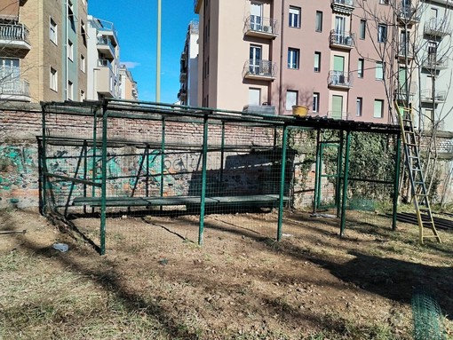 La colonia felina della Tesoriera