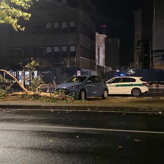 Il ramo caduto davanti alle Molinette
