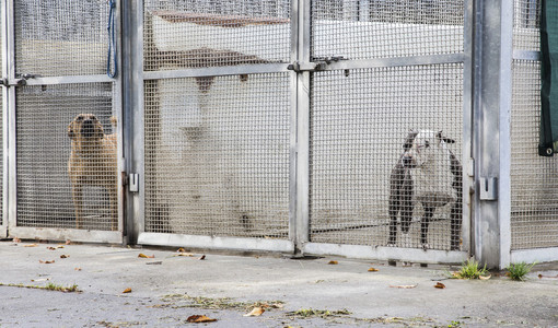 Canile sanitario, la Giunta approva il progetto per la nuova struttura in strada Cuorgnè