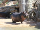 Il Bioparco Zoom dice addio all’ippopotamo Lisa