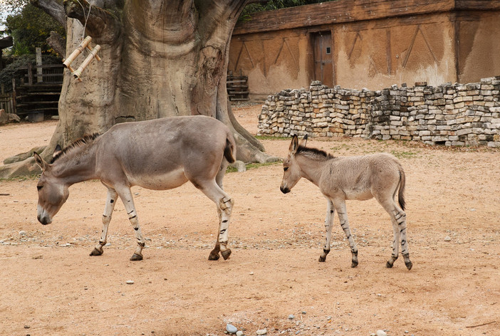 Zoom festeggia la nascita di un piccolo di Asino Somalo [VIDEO]