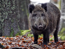 Immagine di repertorio di un cinghiale che vaga nel bosco