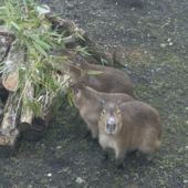 Le tre sorelle capibara