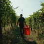 Dalle vigne al calice: la filiera corta di Cantina Clavesana Dalle vigne al calice: la filiera corta di Cantina Clavesana