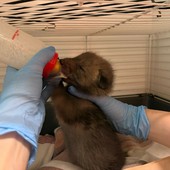 Emergenza cuccioli al centro animali di Grugliasco: finite le scorte di latte