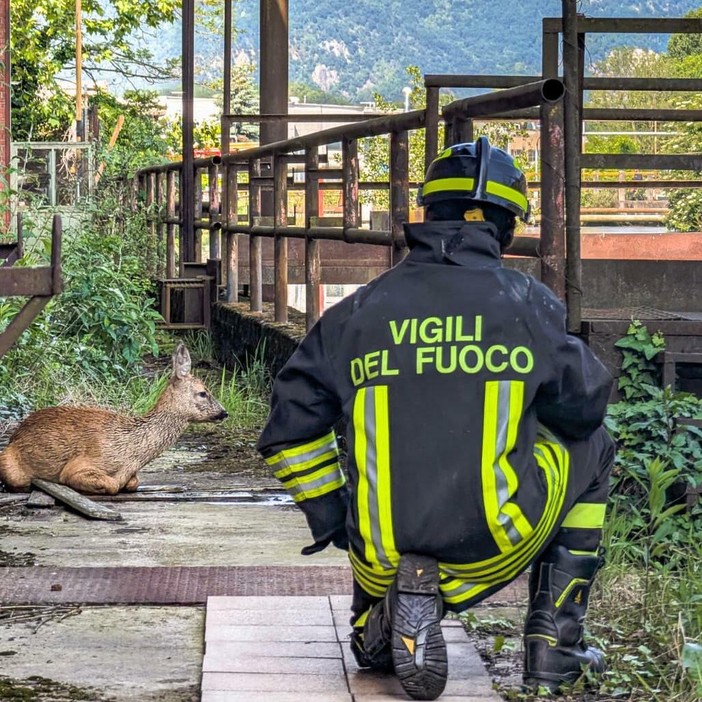 Il salvataggio del capriolo Il salvataggio del capriolo