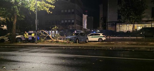 Il ramo caduto davanti alle Molinette