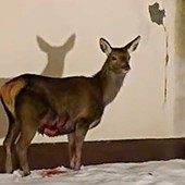 Una immagine del cervo che era rimasto ferito