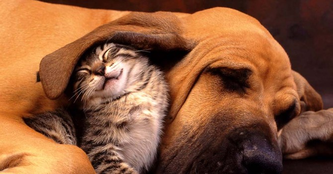 Una tenera immagine di due amici a quattro zampe Una tenera immagine di due amici a quattro zampe