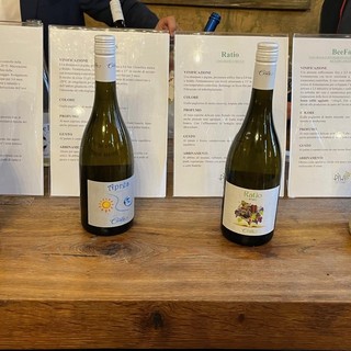 La cantina Ceste, con l’obiettivo della sostenibilità, lancia i vini Piwi in Piemonte