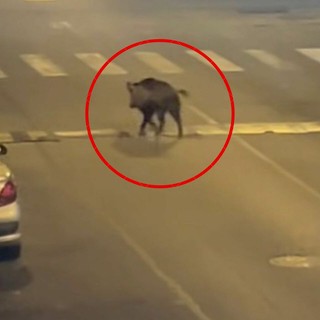 Il cinghiale immortalato in via Lulli