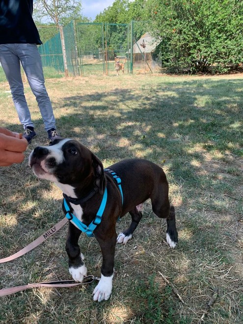 Risorse in più per il canile di Chieri