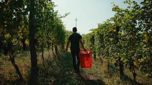 Dalle vigne al calice: la filiera corta di Cantina Clavesana