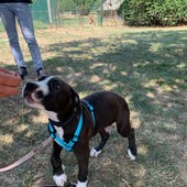 Risorse in più per il canile di Chieri Risorse in più per il canile di Chieri