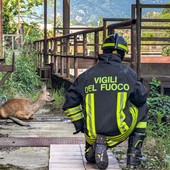 Il salvataggio del capriolo