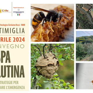 A Ventimiglia l'11 aprile il convegno Vespa velutina, nuove strategie per affrontare l’emergenza