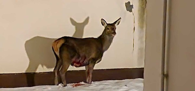 Una immagine del cervo che era rimasto ferito