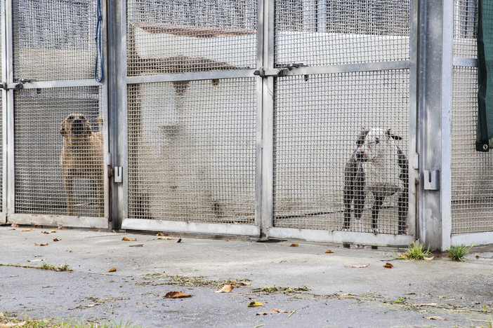 Canile di Torino pieno, arrivano 3 milioni per l'ampliamento