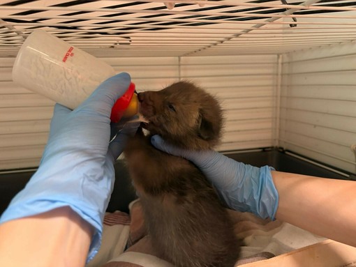 Emergenza cuccioli al centro animali di Grugliasco: finite le scorte di latte