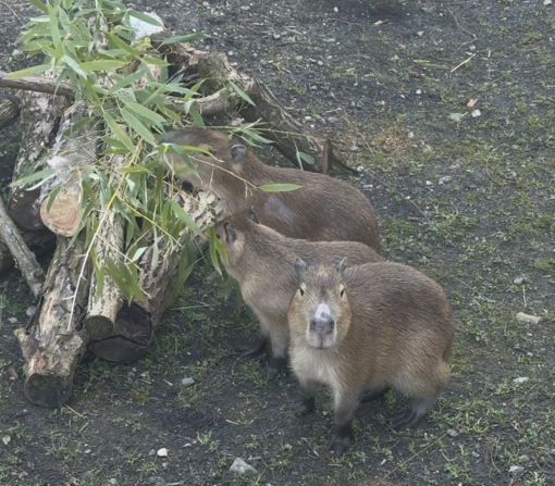 Le tre sorelle capibara