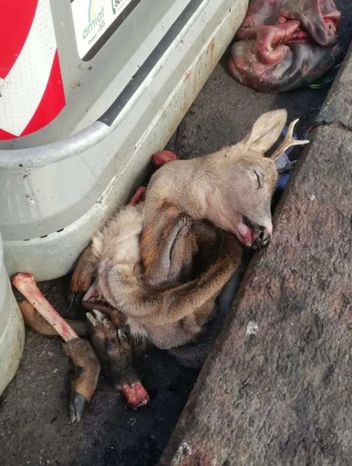 Abominio in Barriera di Milano